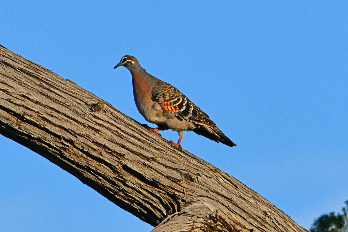 Bronzeflügeltaube - ML461013661