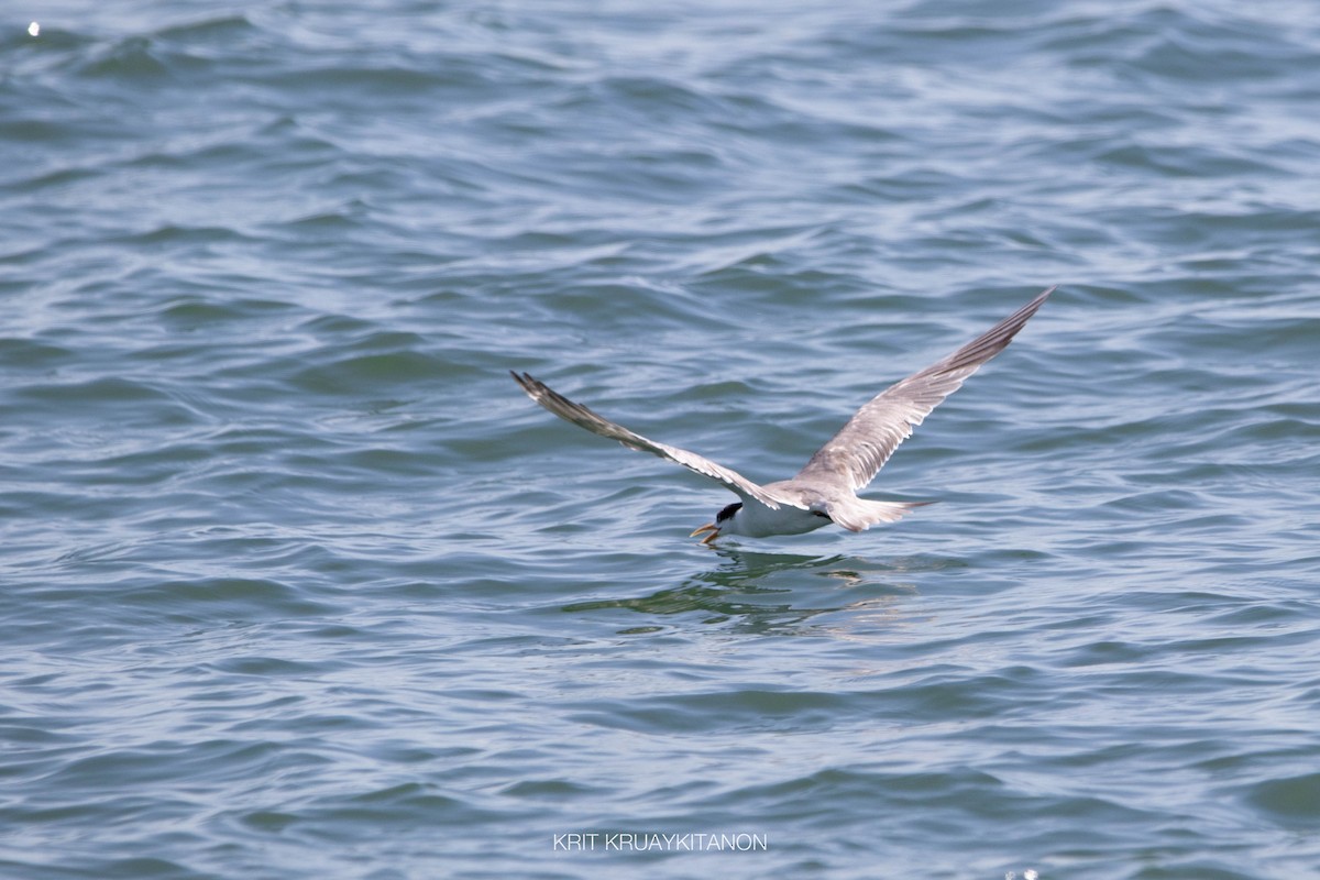 Great Crested Tern - ML461013751