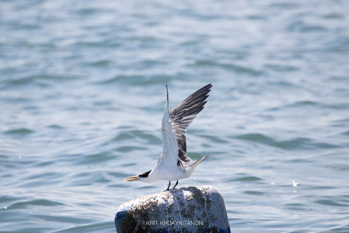 Great Crested Tern - ML461013771