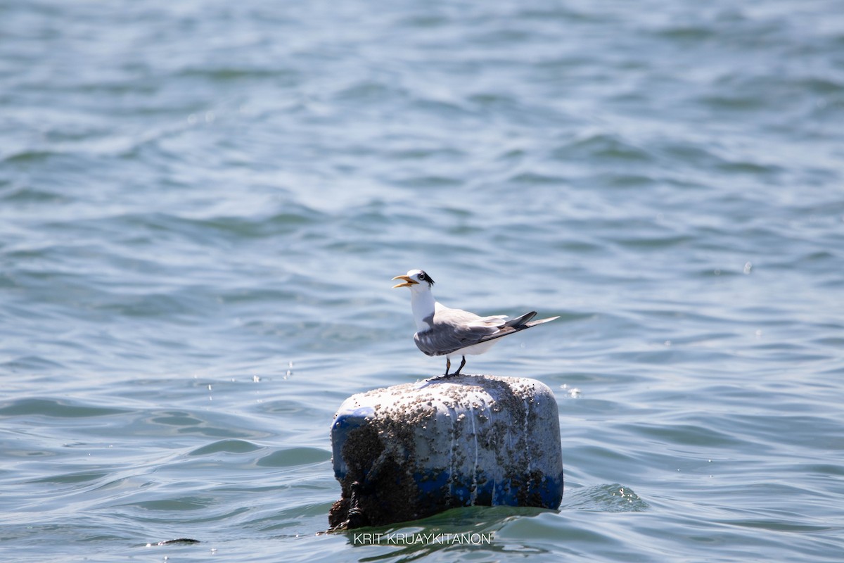 Great Crested Tern - ML461013781