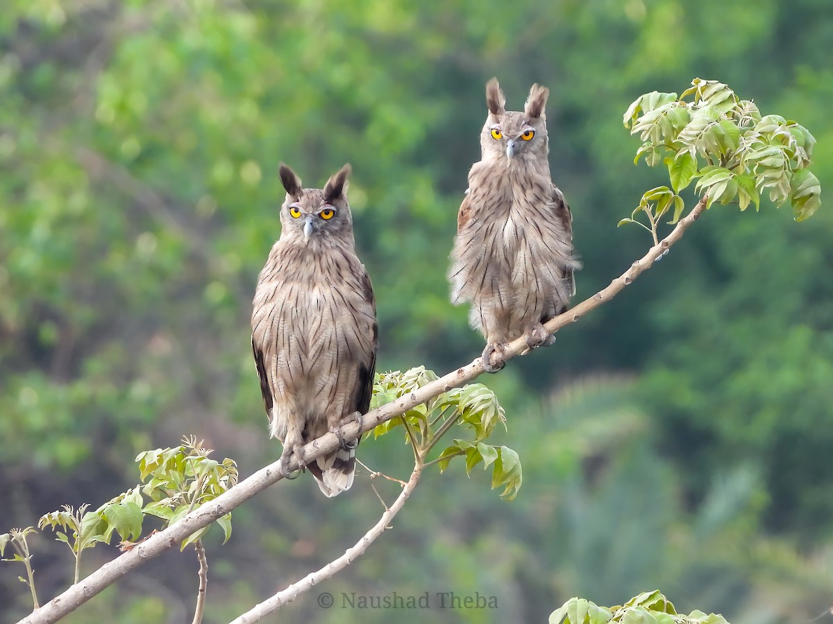 Dusky Eagle-Owl - Naushad Theba