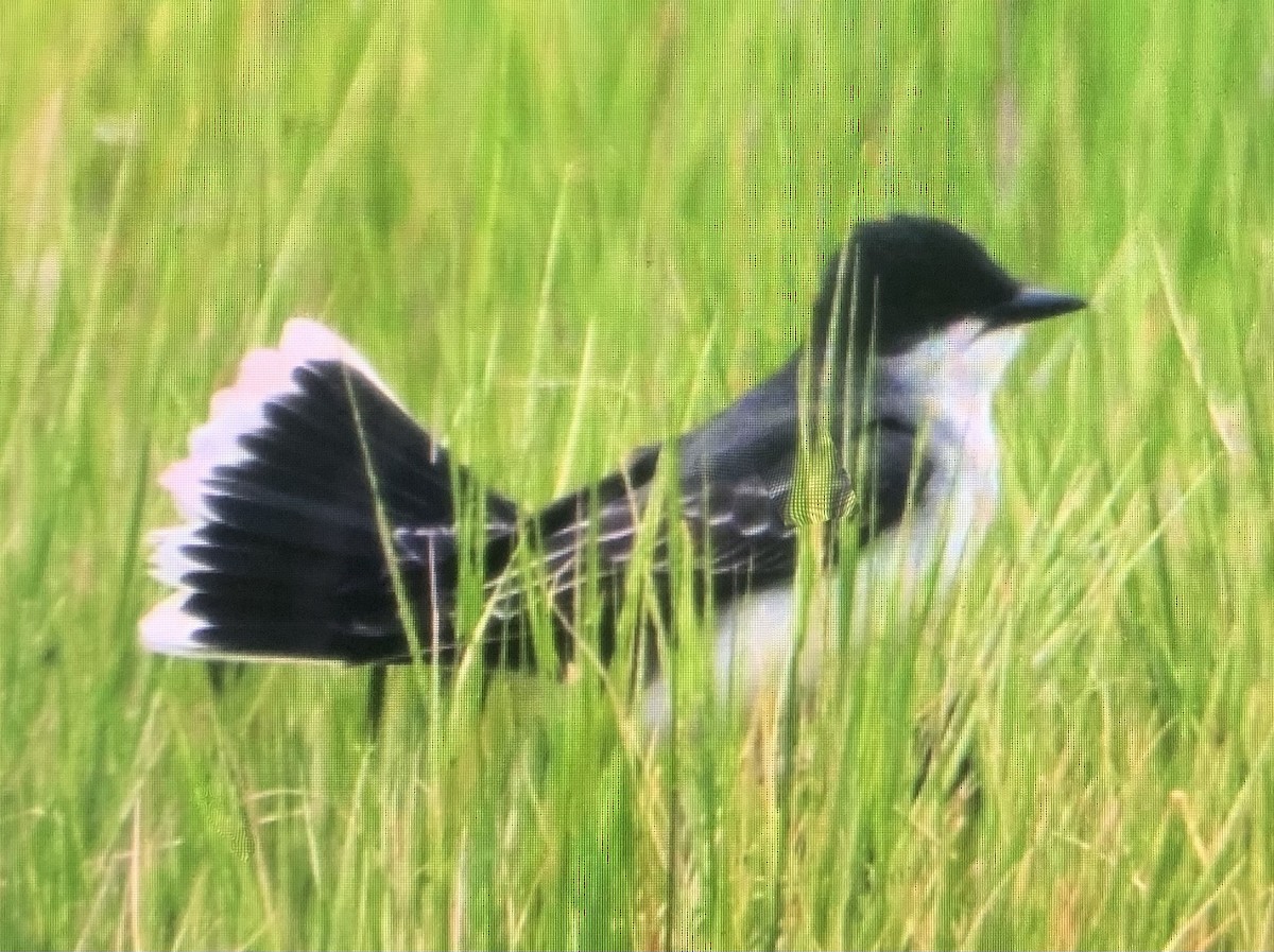 Eastern Kingbird - ML461014741