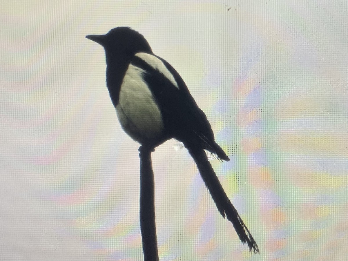 Black-billed Magpie - ML461014761