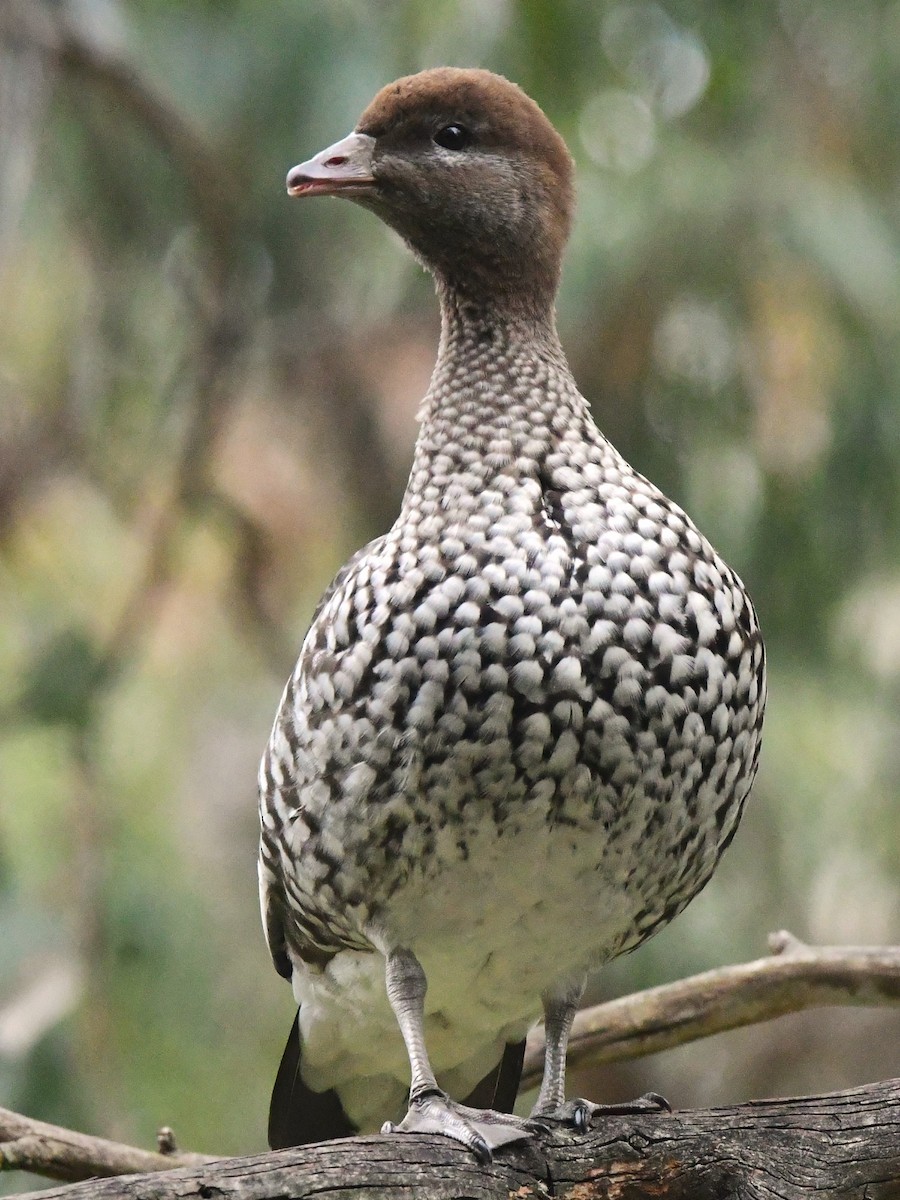 Maned Duck - ML461014961