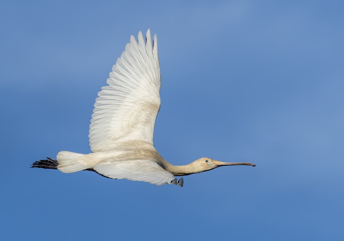 Yellow-billed Spoonbill - Richard Simmonds