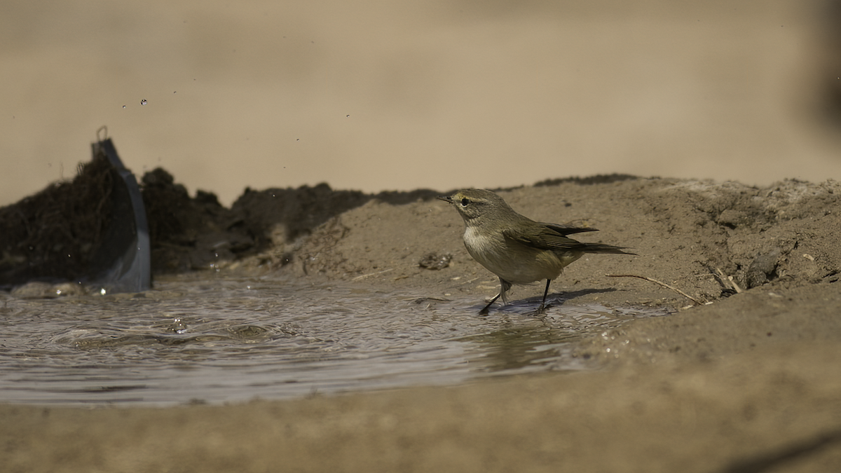 Common Chiffchaff (Common) - ML461017611