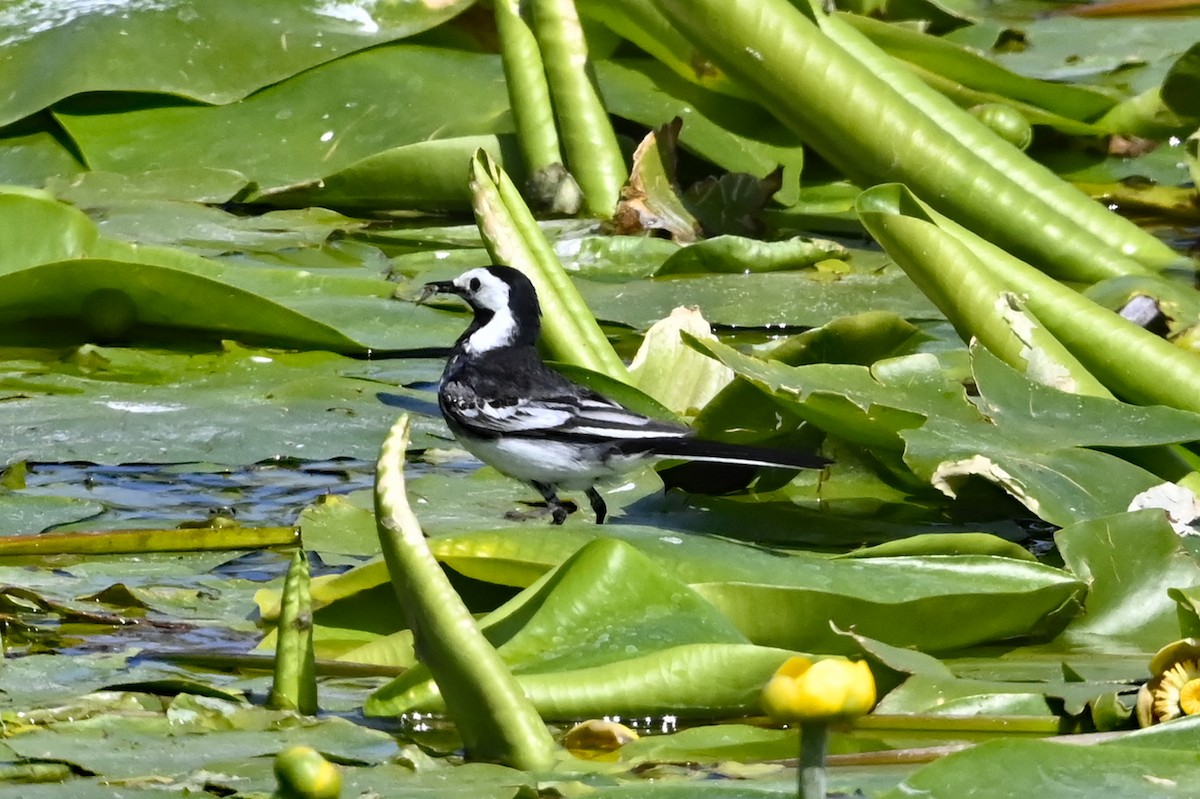 Buztanikara zuria (yarrellii) - ML461017681