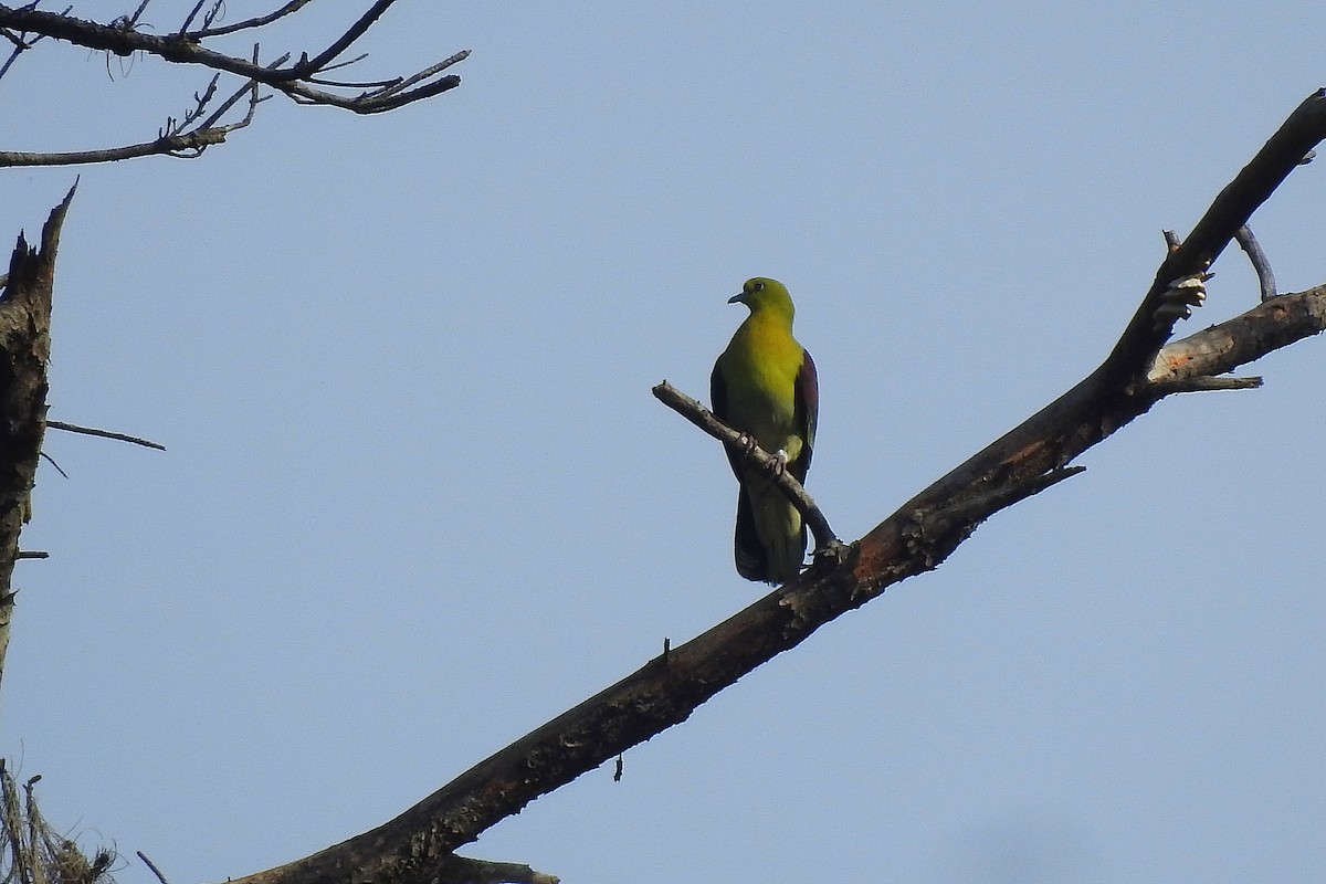 White-bellied Green-Pigeon - ML461018381