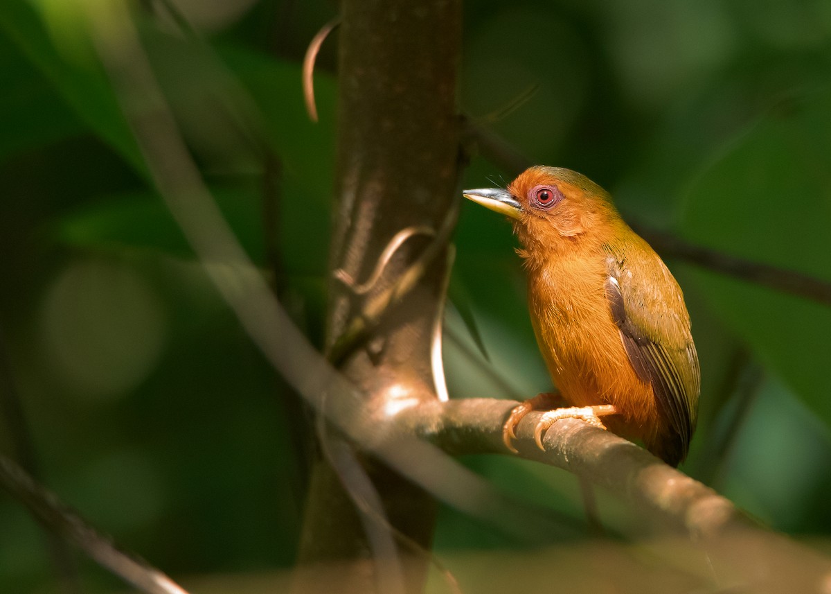 Rufous Piculet - Ayuwat Jearwattanakanok