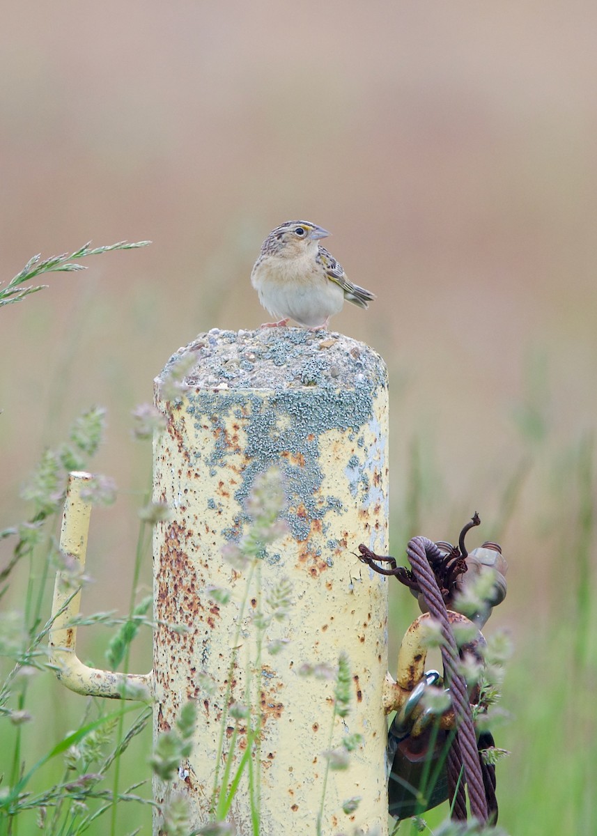 Grasshopper Sparrow - ML461020691