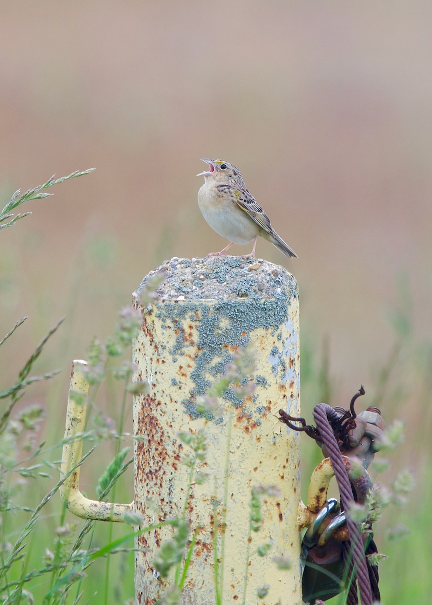 Grasshopper Sparrow - ML461020701