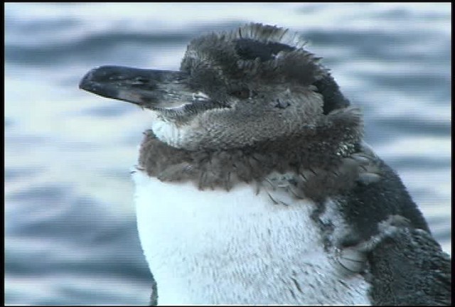 Pingüino de Galápagos - ML461021