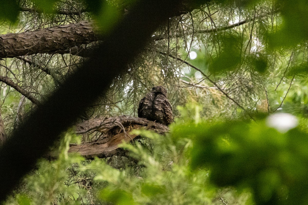 Gray Nightjar - ML461021431