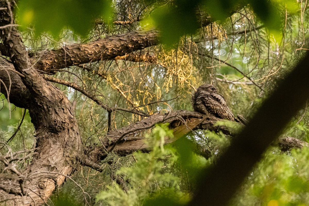 Gray Nightjar - ML461021441