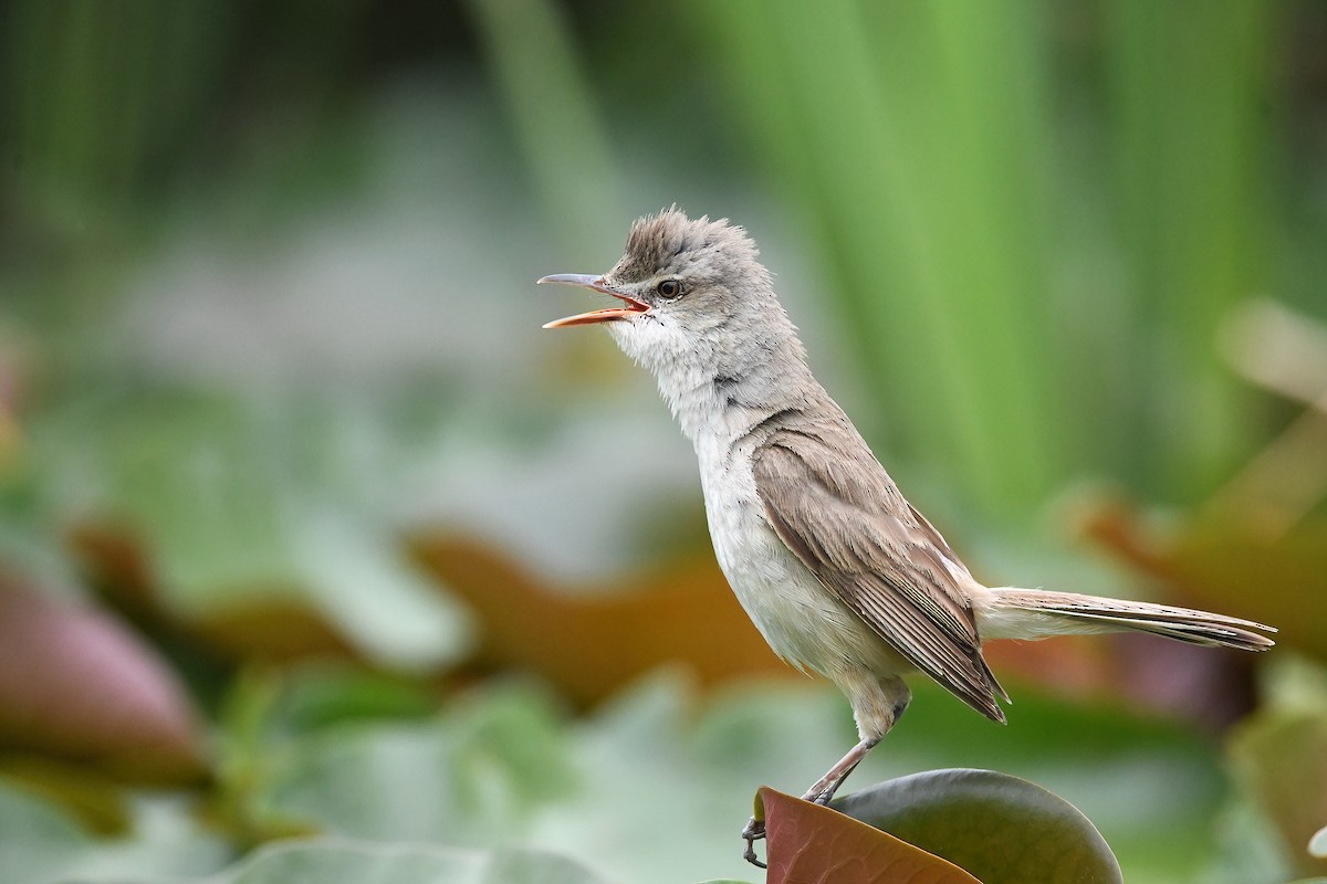 Oriental Reed Warbler - peng su