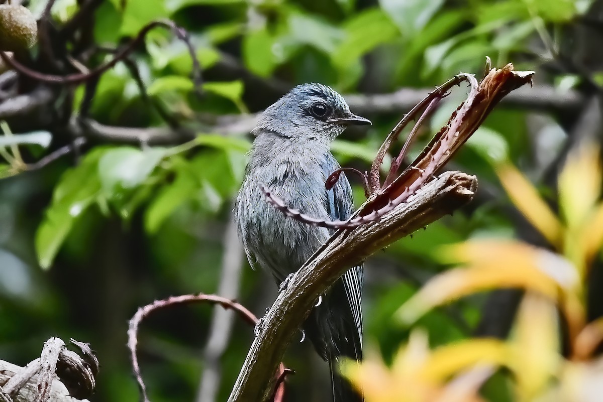 Verditer Flycatcher - ML461023321