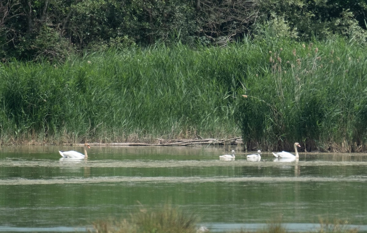 Mute Swan - ML461023451