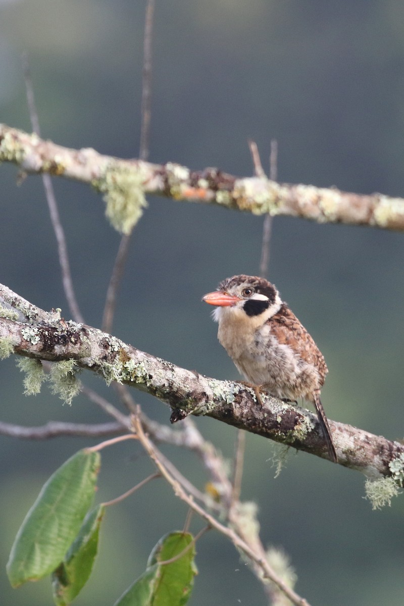 White-eared Puffbird - ML461023501