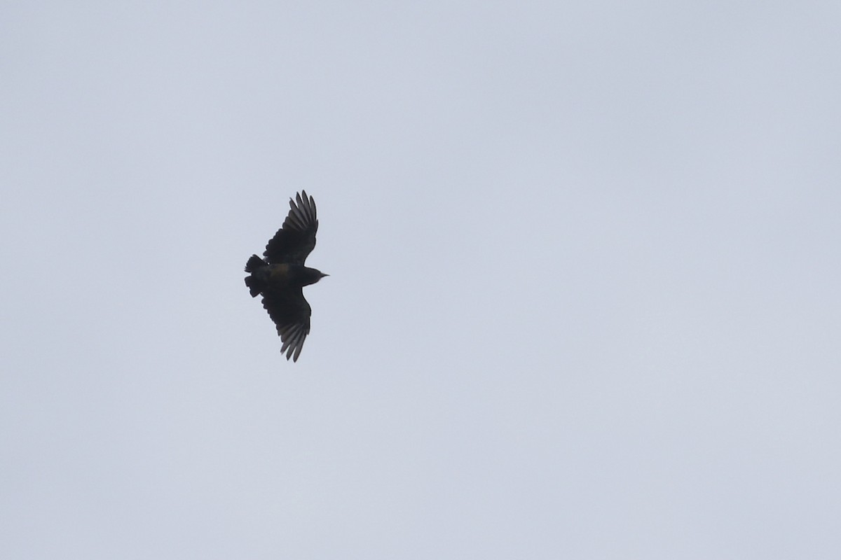 Swallow-winged Puffbird - ML461023511
