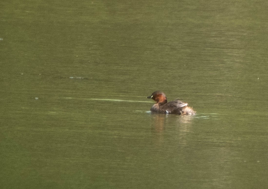 Little Grebe - ML461023521