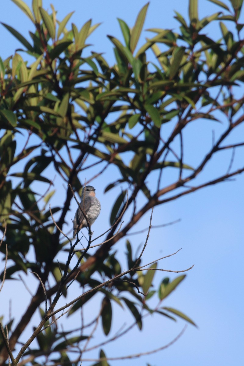 Buff-throated Purpletuft - ML461023591