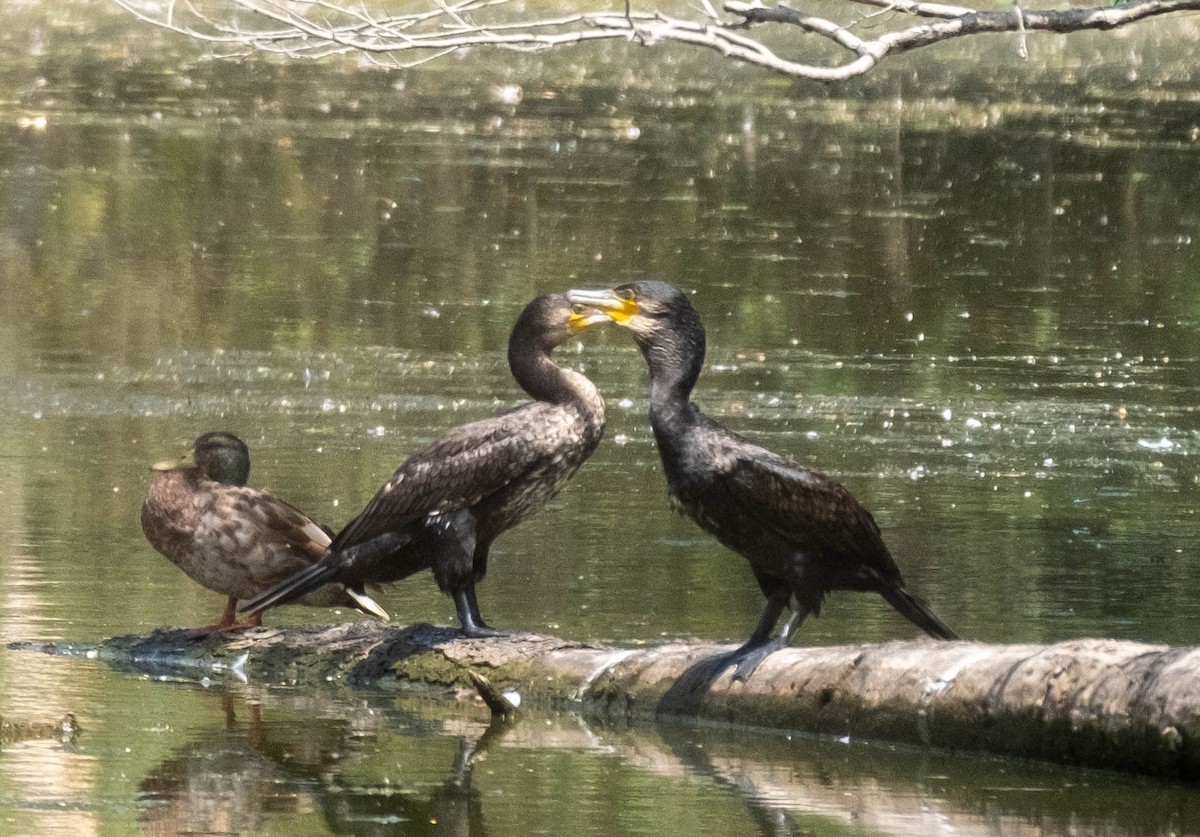 Great Cormorant - ML461023661