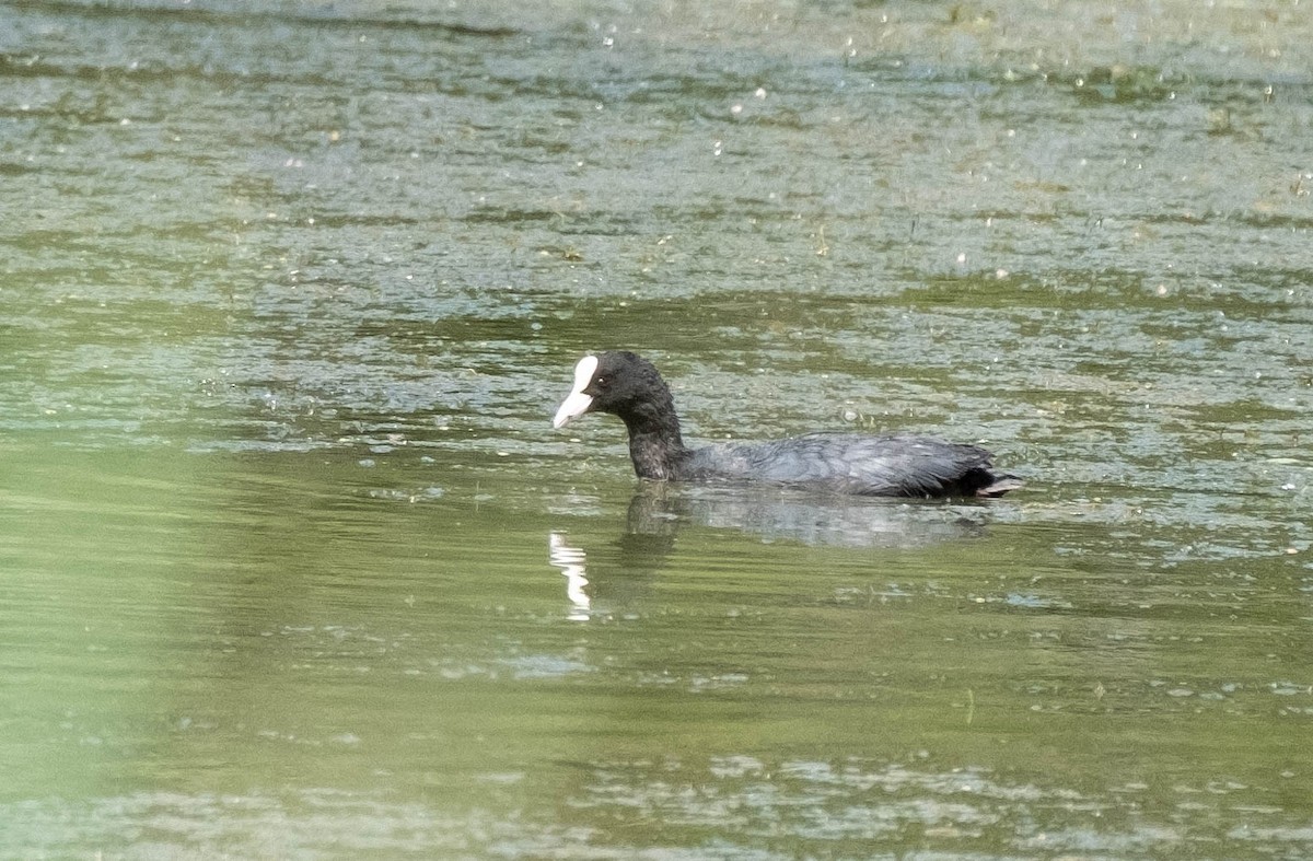 Eurasian Coot - ML461023711