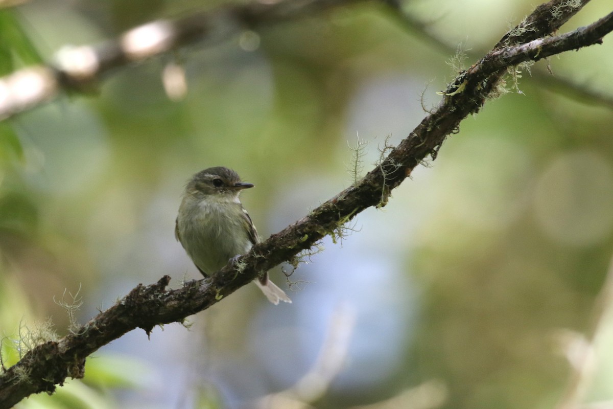 Bahia Tyrannulet - ML461023731