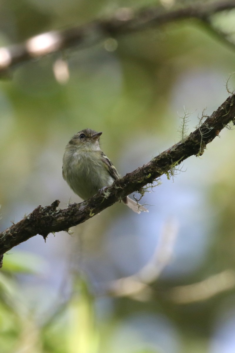 Bahia Tyrannulet - ML461023771