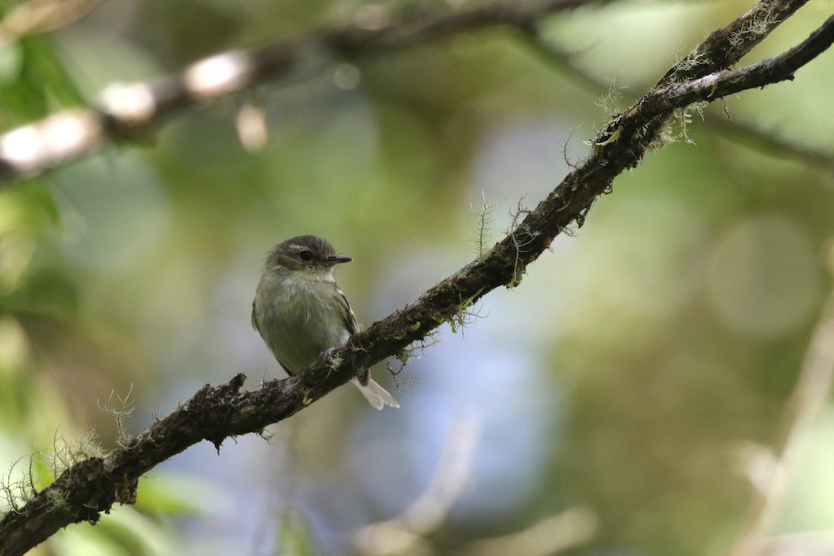 Bahia Tyrannulet - ML461023821