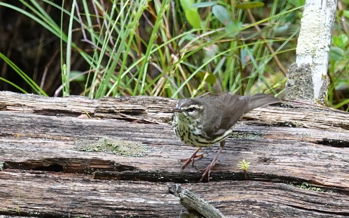 Northern Waterthrush - Michael DeWispelaere