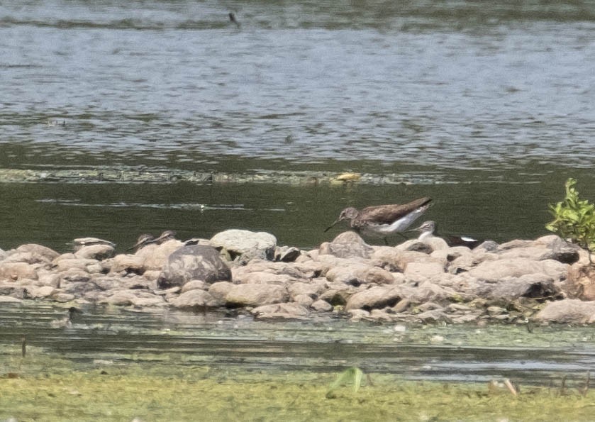 Green Sandpiper - ML461024921