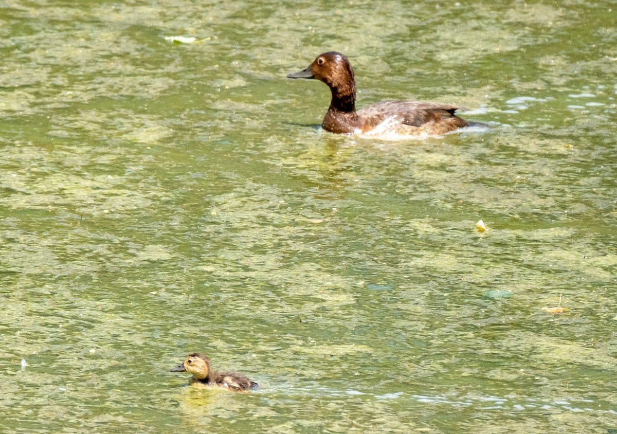 Common Pochard - ML461024961