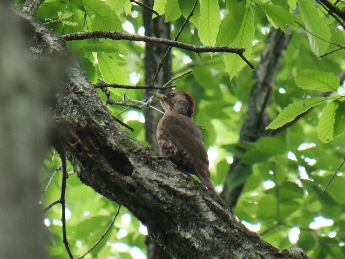 Japanese Woodpecker - Hiroyuki Tamura