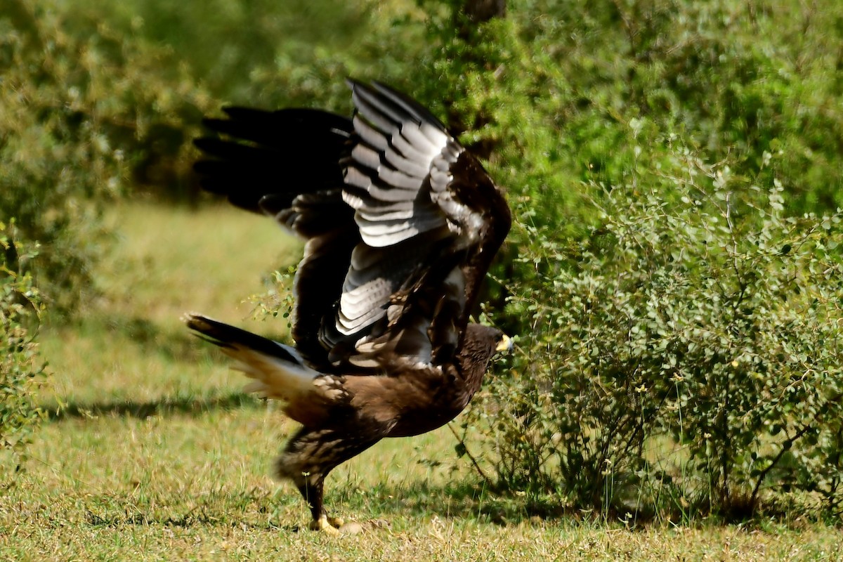 Greater Spotted Eagle - Angshuman Roychoudhury