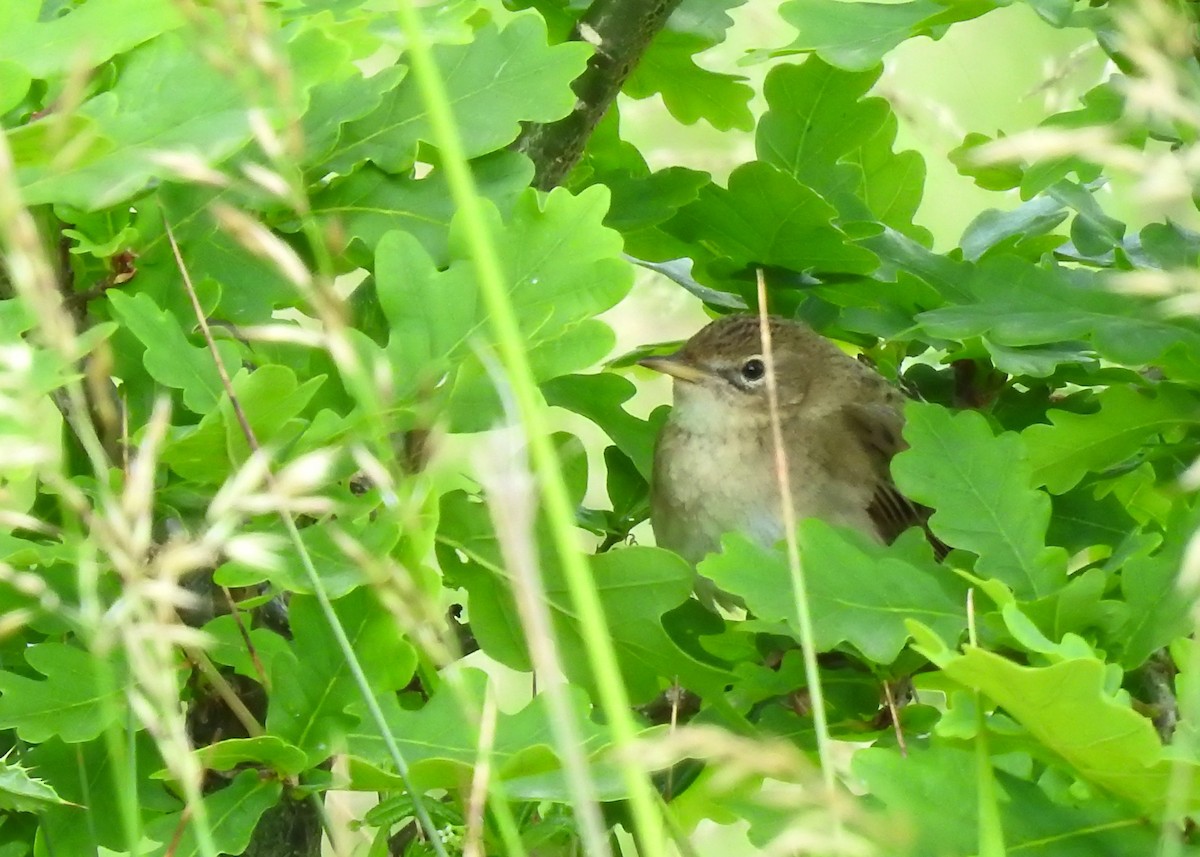 Common Grasshopper Warbler - Mark Smiles