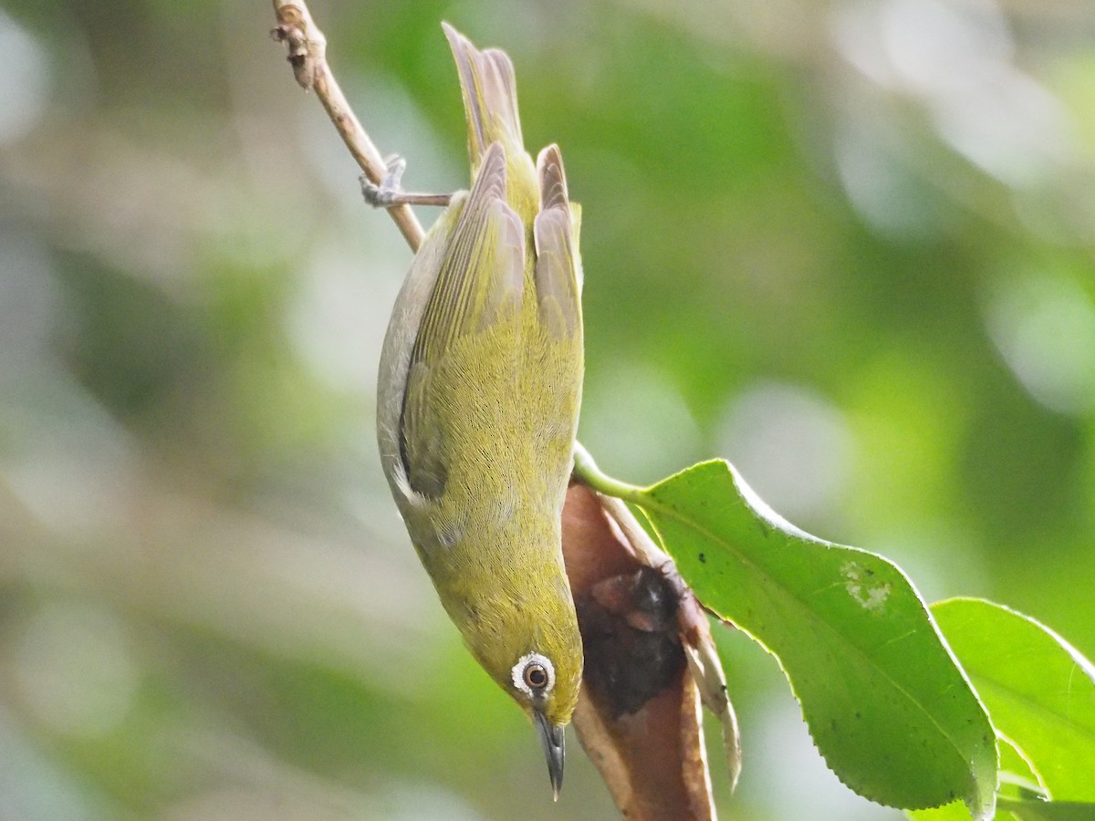 Warbling White-eye - ML461026641