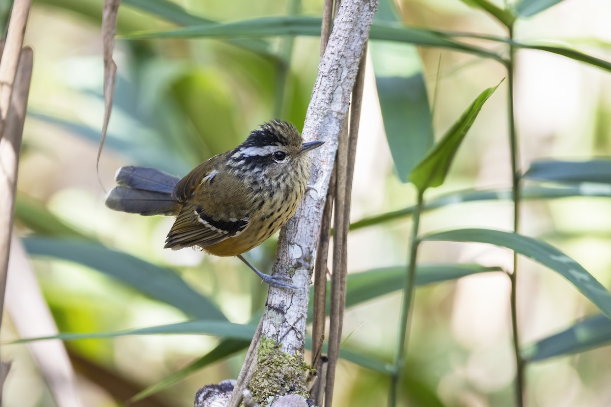 Ochre-rumped Antbird - ML461028111