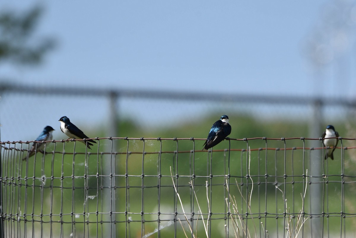 Golondrina Bicolor - ML461028371