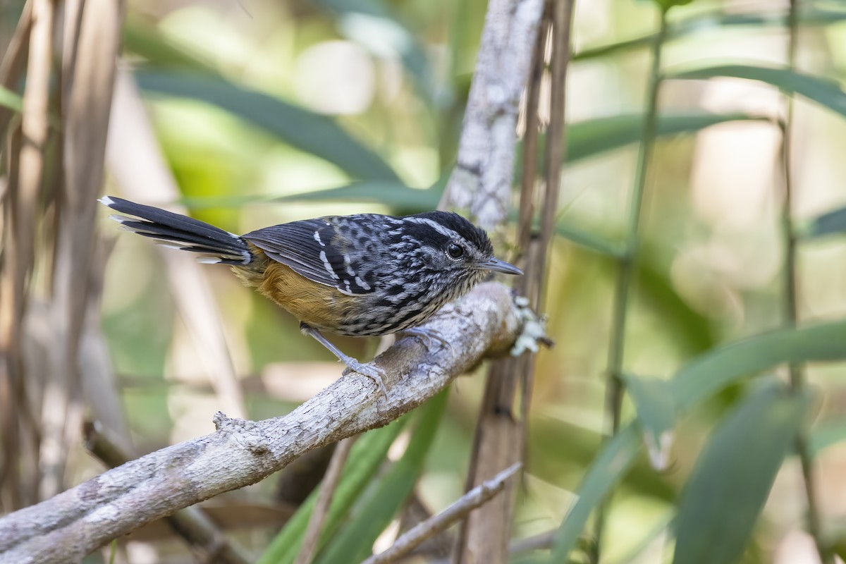 Ochre-rumped Antbird - ML461030201