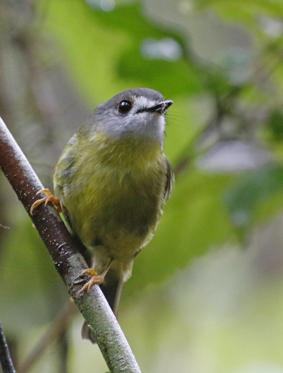 Pale-yellow Robin - Rufus Wareham