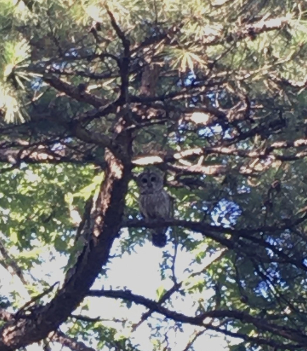 Barred Owl - Brainard Palmer-Ball