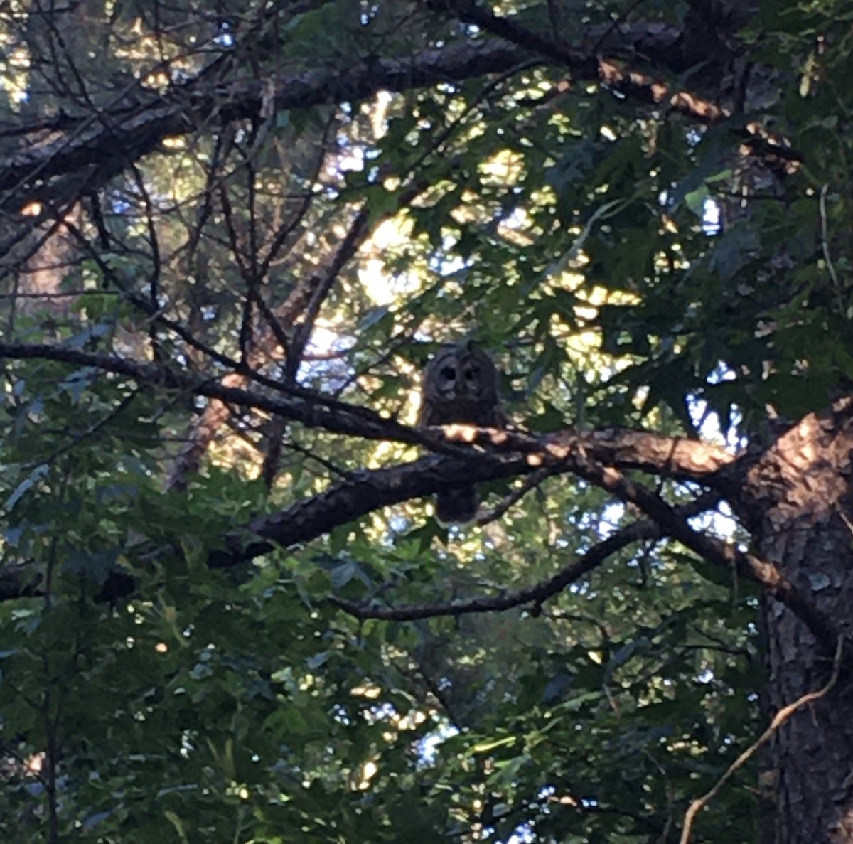 Barred Owl - Brainard Palmer-Ball