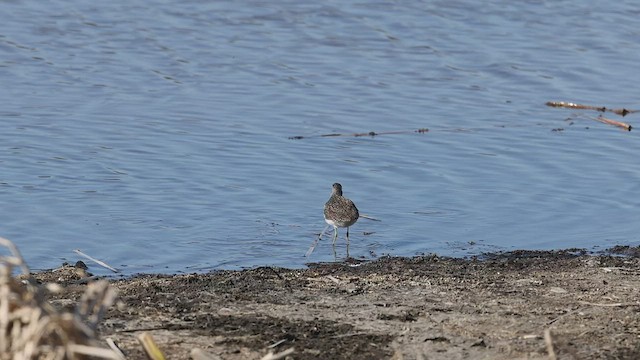 Solitary Sandpiper - ML461030891