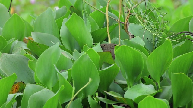 Barred Rail - ML461031