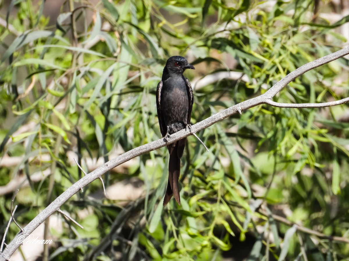 Black Drongo - ML461031771