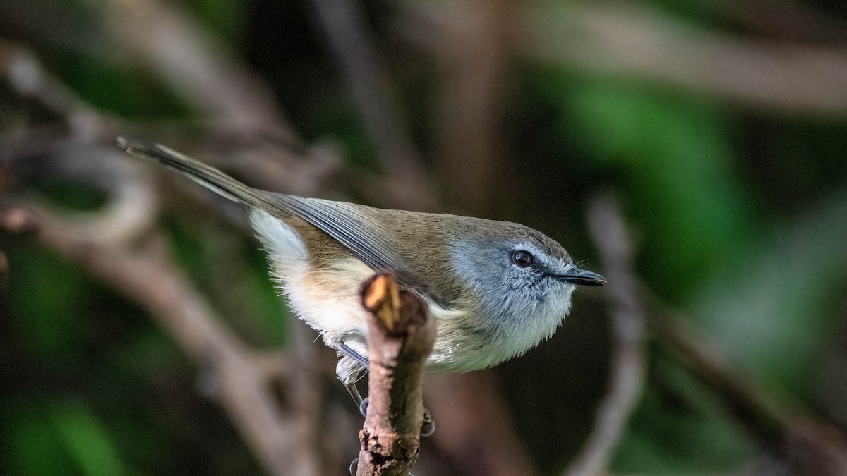 Grauwangengerygone - ML461032241