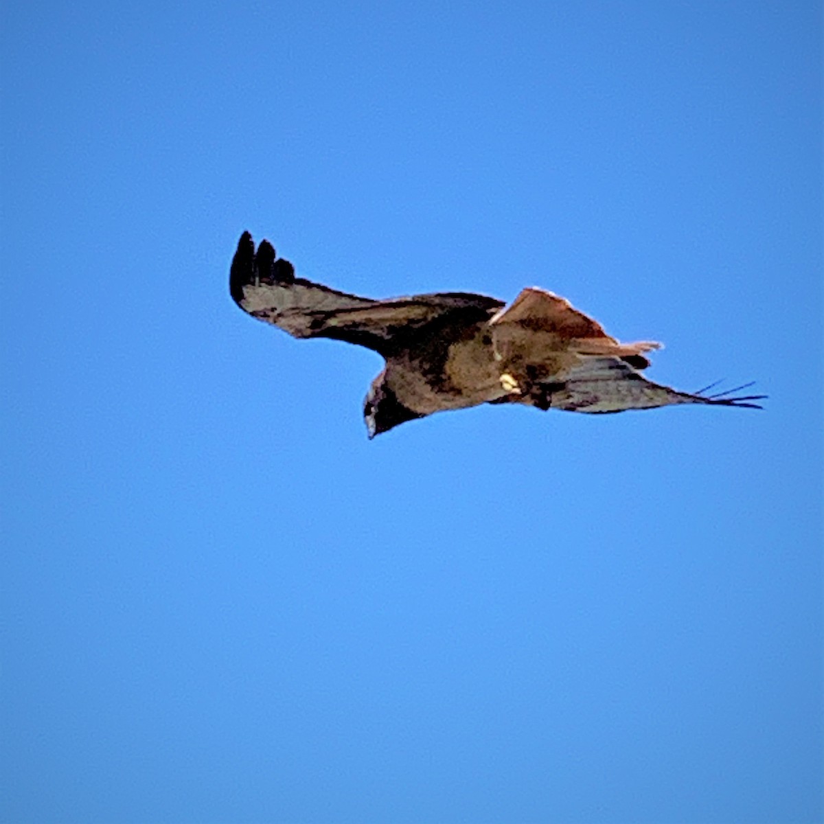 Red-tailed Hawk - ML461032641