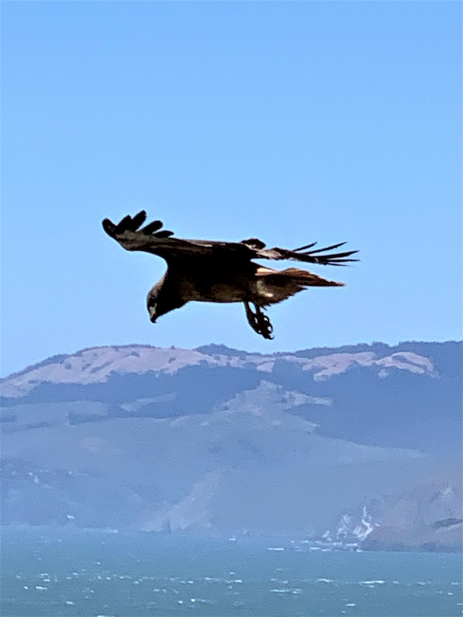 Red-tailed Hawk - ML461032651