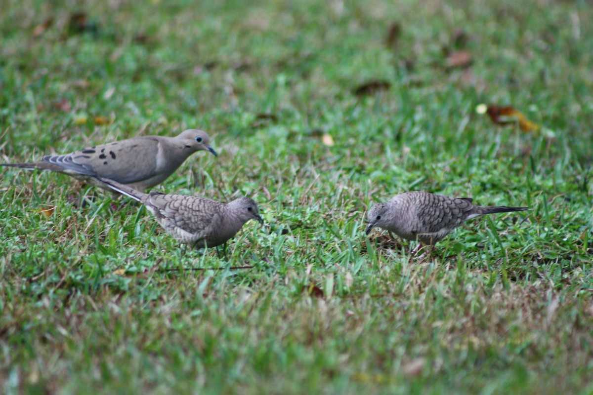 Inca Dove - ML46103281